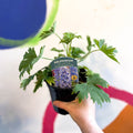 Candle Larkspur - Delphinium elatum 'Magic Fountains Sky Blue with White Bee' - British Grown Herbaceous Perennial - Sprouts of Bristol