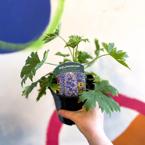 Candle Larkspur - Delphinium elatum 'Magic Fountains Sky Blue with White Bee' - British Grown Herbaceous Perennial - Sprouts of Bristol