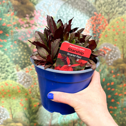 Cardinal Flower - Lobelia 'Starship Red' - British Grown Perennial - Sprouts of Bristol