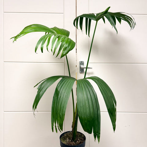 Carludovica palmata – Panama Hat Plant - Sprouts of Bristol