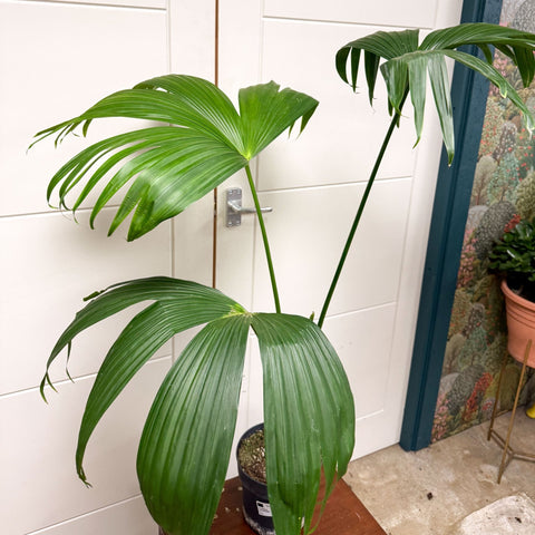 Carludovica palmata – Panama Hat Plant - Sprouts of Bristol