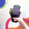 Cat Mint - Nepeta × faassenii 'Purrsian Blue' - British Grown Perennial - Sprouts of Bristol