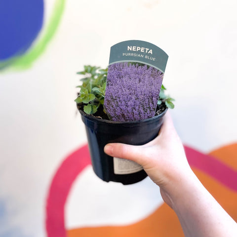 Cat Mint - Nepeta × faassenii 'Purrsian Blue' - British Grown Perennial - Sprouts of Bristol