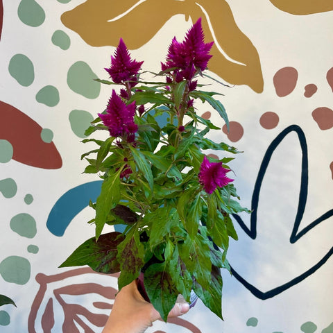 Celosia ‘Deep Purple’ - Sprouts of Bristol