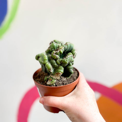 Cereus peruvianus 'Coral' f. cristata - Sprouts of Bristol