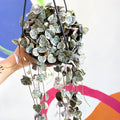 Ceropegia woodii variegata - Variegated String of Hearts - Sprouts of Bristol