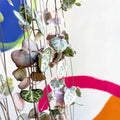 Ceropegia woodii variegata - Variegated String of Hearts - Sprouts of Bristol