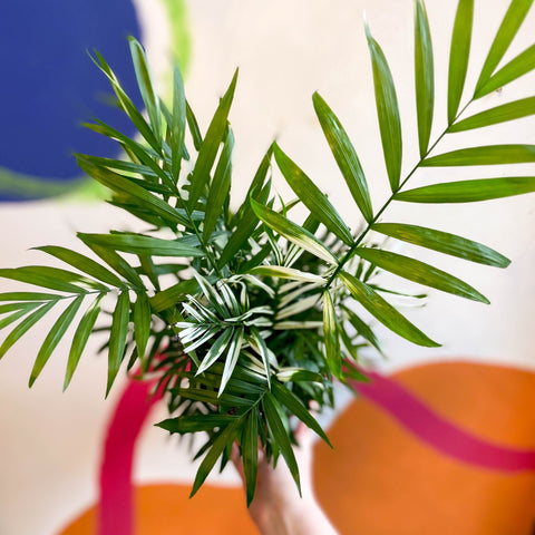Chamaedorea elegans variegata - Parlour Palm - Sprouts of Bristol