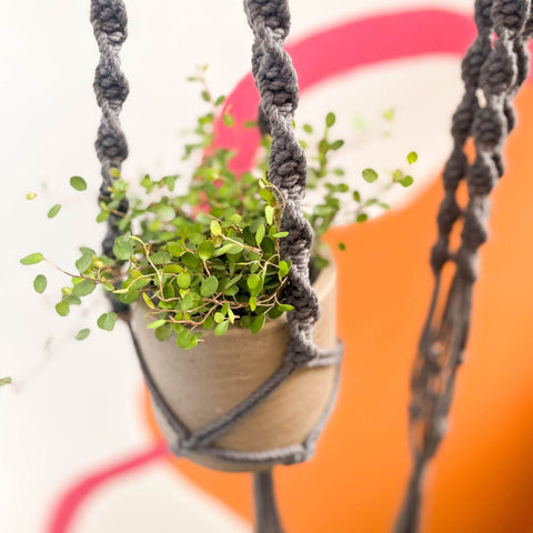 Charcoal Grey Macrame Plant Hanger - Sprouts of Bristol