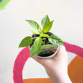Chilli Pepper - Capsicum annuum 'Basket of Fire' - British Grown - Sprouts of Bristol