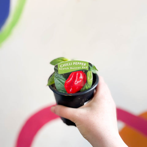Chilli Pepper - Capsicum annuum 'Scotch Bonnet Red' - British Grown - Sprouts of Bristol