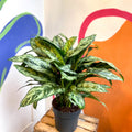 Chinese Evergreen - Aglaonema commutatum ‘Maria' - Sprouts of Bristol