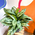 Chinese Evergreen - Aglaonema commutatum ‘Maria' - Sprouts of Bristol