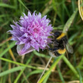 Chive Herb Garden Seedball Tubes - Sprouts of Bristol