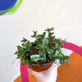 Chocolate Mint - Mentha × piperita f. citrata 'Chocolate' - UK Grown Culinary Herbs - Sprouts of Bristol