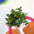 Chocolate Mint - Mentha × piperita f. citrata 'Chocolate' - UK Grown Culinary Herbs - Sprouts of Bristol