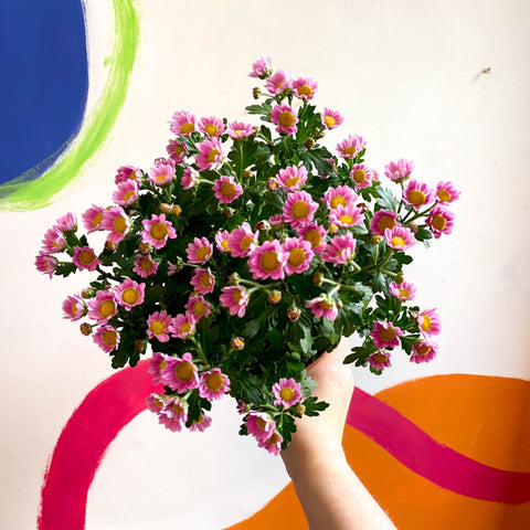 Chrysanthemum indicum 'Madiba' - Lucky Dip - Sprouts of Bristol