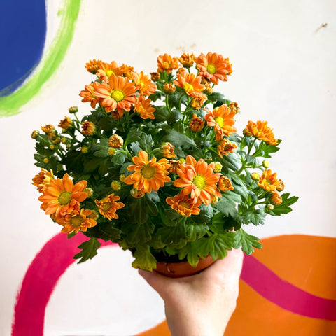 Chrysanthemum indicum 'Madiba' - Lucky Dip - Sprouts of Bristol