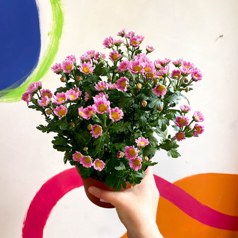 Chrysanthemum indicum 'Madiba' - Lucky Dip - Sprouts of Bristol