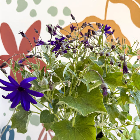 Cineraria - Senetti 'Deep Blue' Suntory Collection - British Grown - Sprouts of Bristol