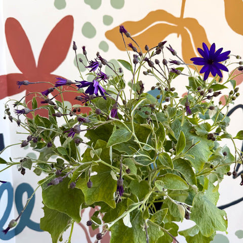 Cineraria - Senetti 'Deep Blue' Suntory Collection - British Grown - Sprouts of Bristol