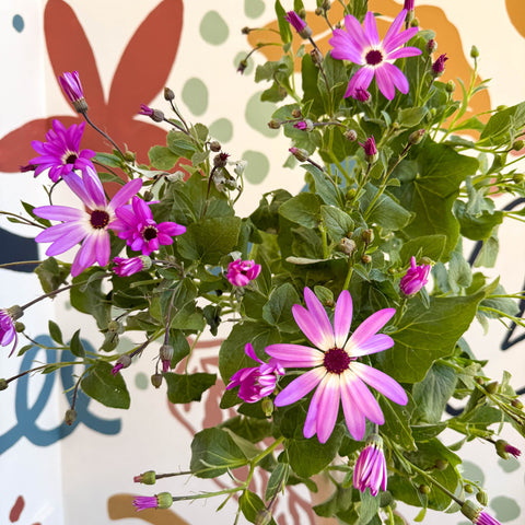 Cineraria - Senetti 'Pink Bicolour' Suntory Collection - British Grown - Sprouts of Bristol