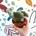 Cleistocactus strausii f. cristata - Crested Silver Torch Cactus - Sprouts of Bristol