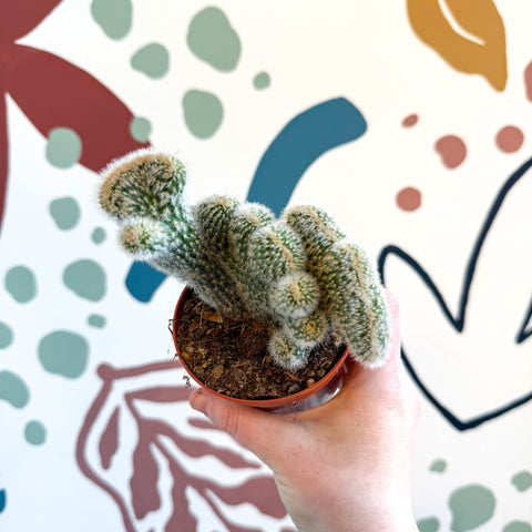 Cleistocactus strausii f. cristata - Crested Silver Torch Cactus - Sprouts of Bristol