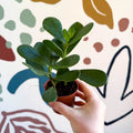 Clusia rosea - Autograph Tree - Sprouts of Bristol