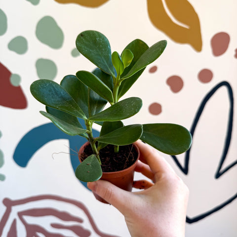 Clusia rosea - Autograph Tree - Sprouts of Bristol