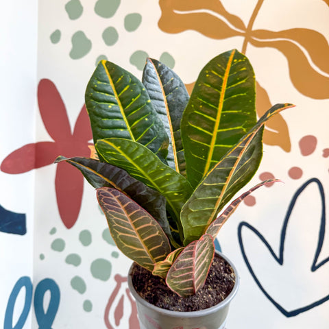 Codiaeum variegatum 'Petra' - Croton - Sprouts of Bristol
