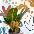 Codiaeum variegatum 'Petra' - Croton - Sprouts of Bristol