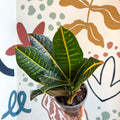 Codiaeum variegatum 'Petra' - Croton - Sprouts of Bristol