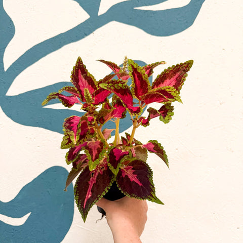 Coleus 'City of Liverpool' - Welsh Grown - Sprouts of Bristol