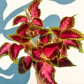 Coleus 'City of Liverpool' - Welsh Grown - Sprouts of Bristol