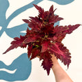 Coleus 'Firelight' - Welsh Grown - Sprouts of Bristol