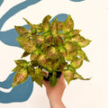 Coleus 'Glennis' - Welsh Grown - Sprouts of Bristol