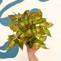 Coleus 'Glennis' - Welsh Grown - Sprouts of Bristol