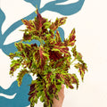 Coleus 'Muriel Pedley' - Welsh Grown - Sprouts of Bristol