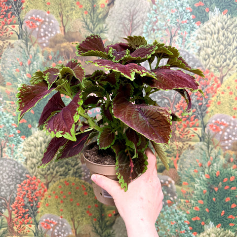 Coleus ‘Urban Mix’ – Burgundy with Lime Edge Painted Nettle - Sprouts of Bristol