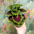 Coleus ‘Urban Mix’ – Green & Burgundy Deep Veined Painted Nettle - Sprouts of Bristol
