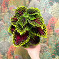 Coleus ‘Urban Mix’ – Green & Burgundy Deep Veined Painted Nettle - Sprouts of Bristol