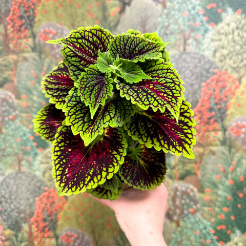Coleus ‘Urban Mix’ – Green & Burgundy Deep Veined Painted Nettle - Sprouts of Bristol