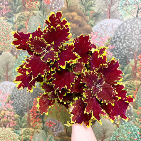 Coleus ‘Urban Mix’ – Red & Lime Ruffled Painted Nettle - Sprouts of Bristol
