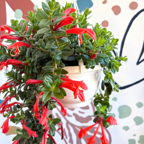 Columnea ‘Krakatau’ – Goldfish Plant - Sprouts of Bristol