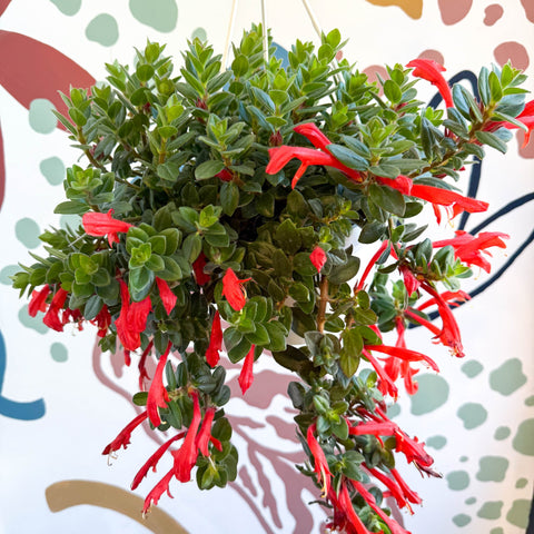 Columnea ‘Krakatau’ – Goldfish Plant - Sprouts of Bristol