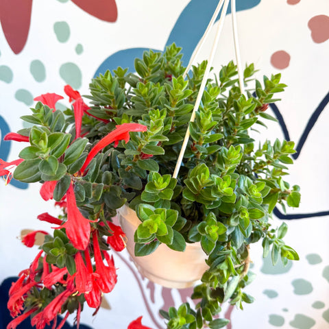 Columnea ‘Krakatau’ – Goldfish Plant - Sprouts of Bristol