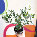 Common Olive - Olea europaea - Sprouts of Bristol