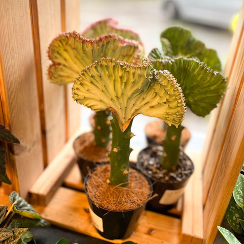 Coral Cactus - Euphorbia cristata - Sprouts of Bristol