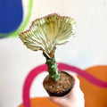 Coral Cactus - Euphorbia cristata - Sprouts of Bristol